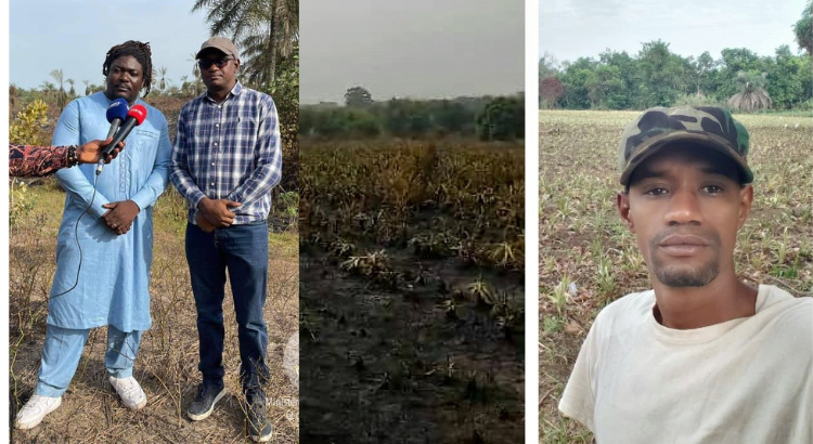 Kindia : Les incendies agricoles se multiplient, les agripreneurs en détresse