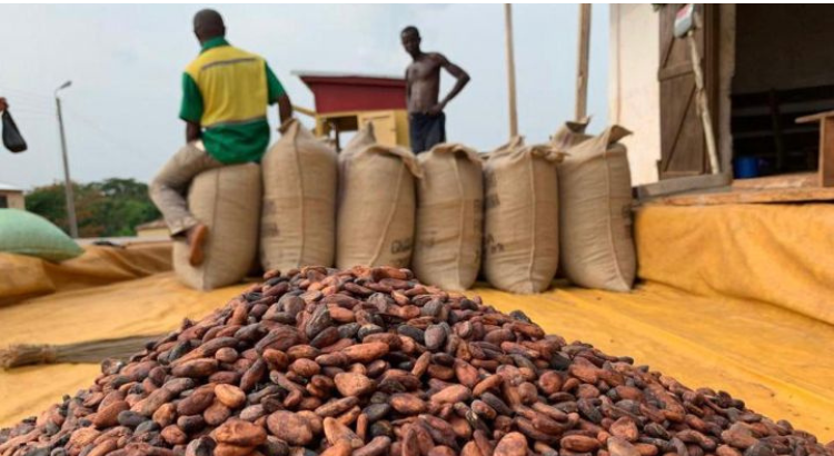 Le Débat autour de la Règle des 20% : Les Exportateurs Nationaux Réclament leur Juste Part dans l'Industrie du Cacao Ivoirien