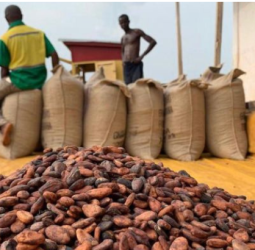 Le Débat autour de la Règle des 20% : Les Exportateurs Nationaux Réclament leur Juste Part dans l'Industrie du Cacao Ivoirien